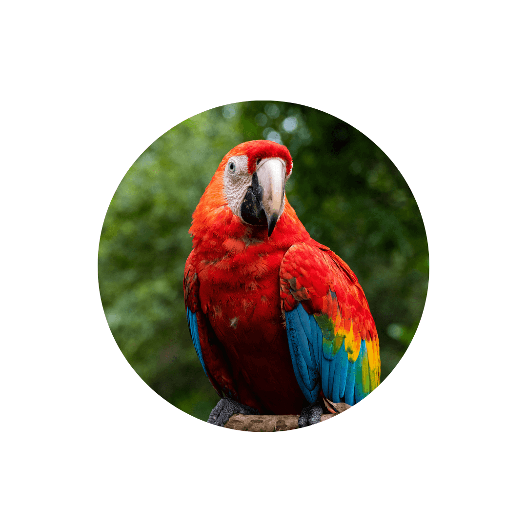 Aliments perroquets, grandes perruches