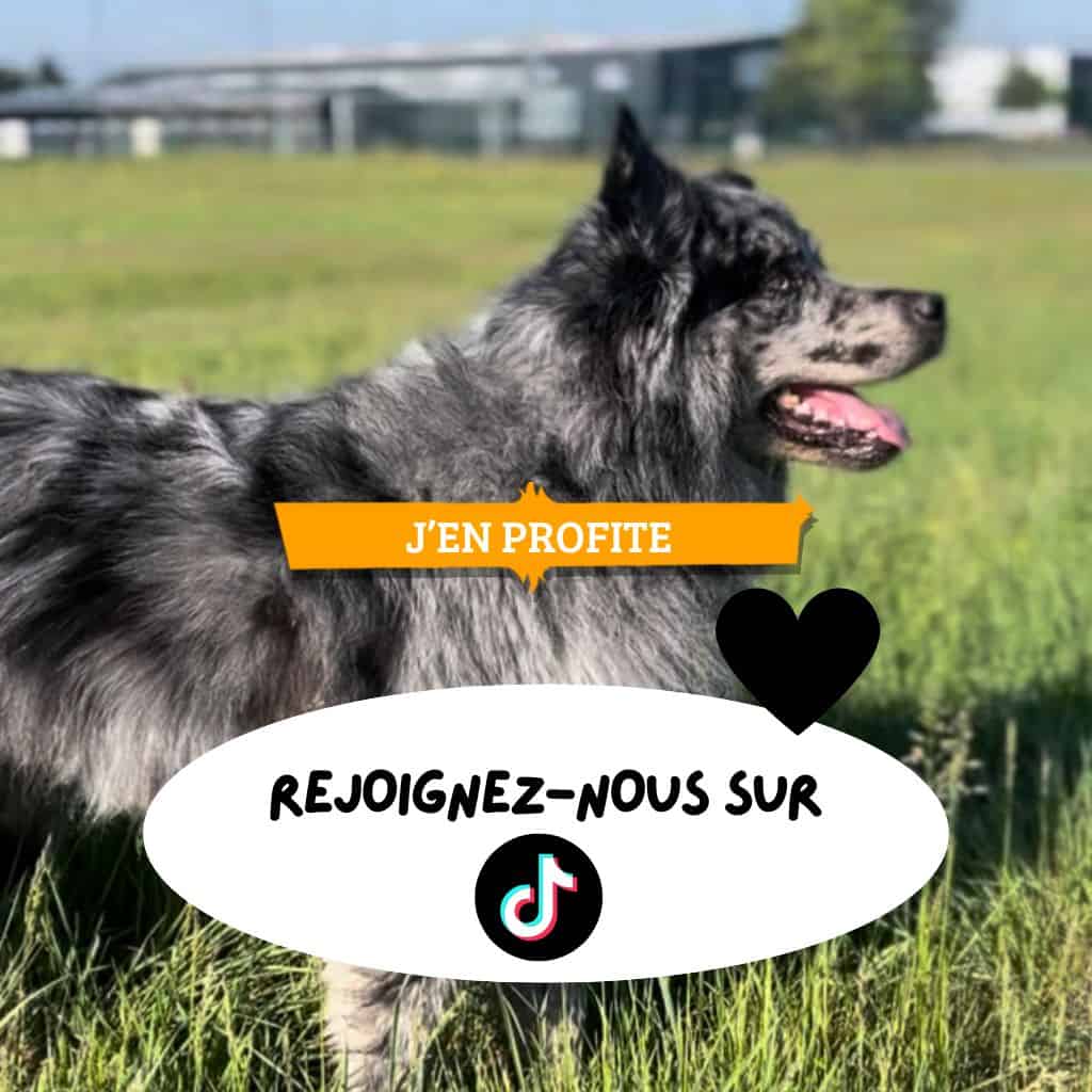 Humide chien et chat : 10% de remise