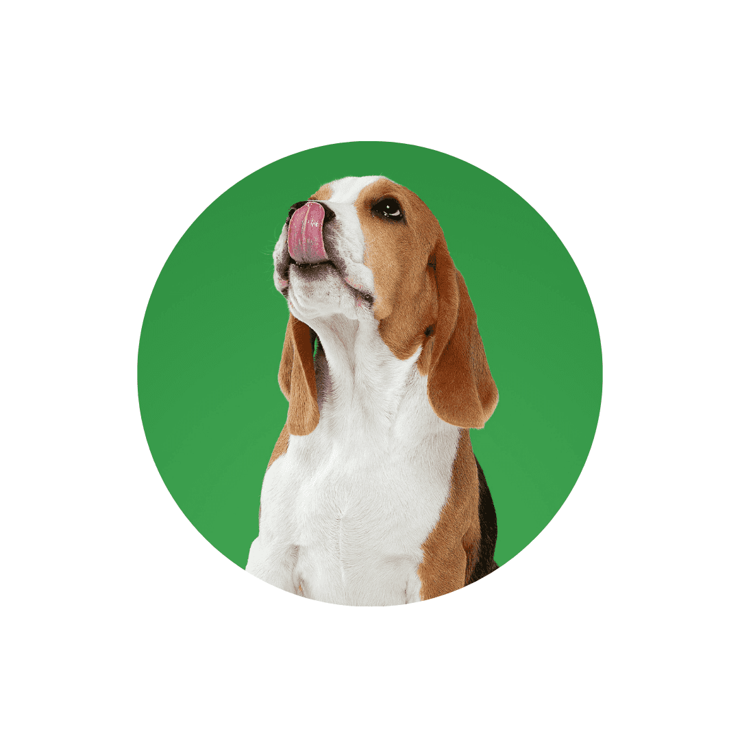 Compléments alimentaires Bio pour chien