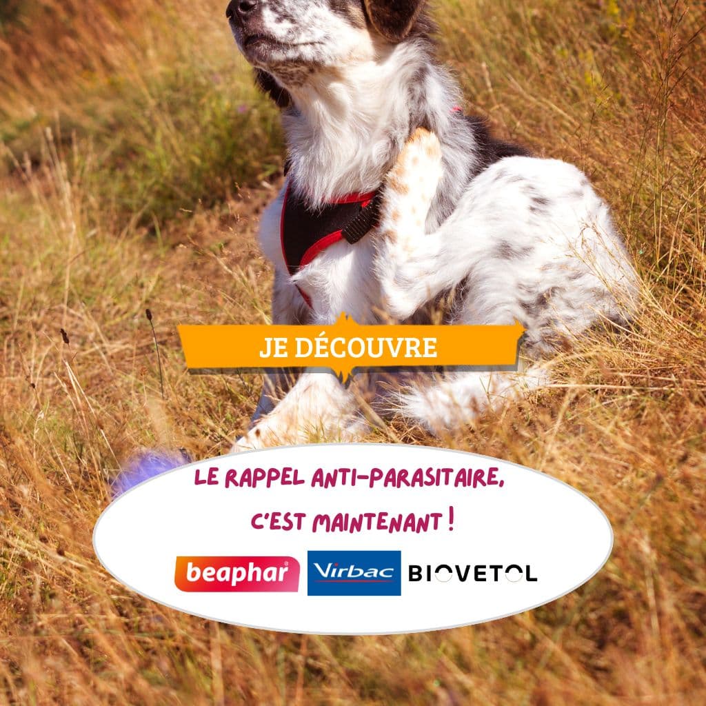 Le rappel anti-parasitaire, c’est maintenant !