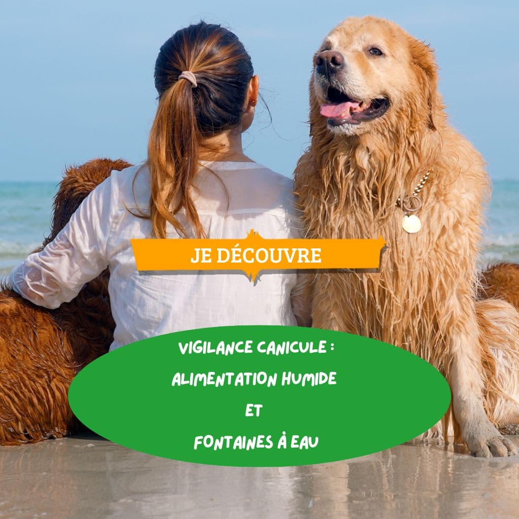 Vigilance canicule : alimentation humide et fontaines à eau