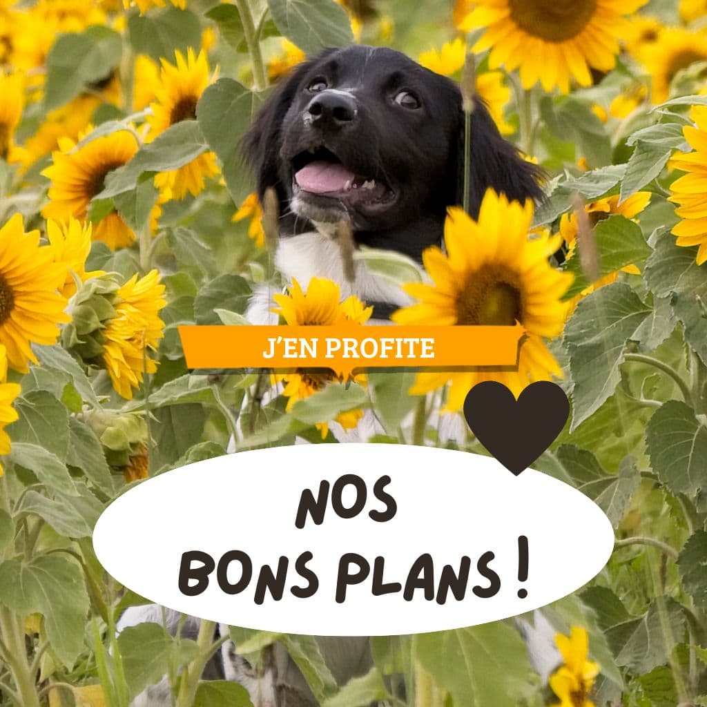 Bons plans